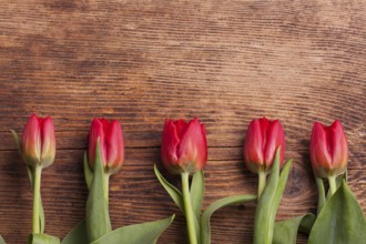 Row of tulips on dark wood