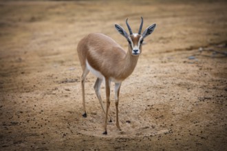 Dorcas Gazelle, Gazella dorcas neglecta
