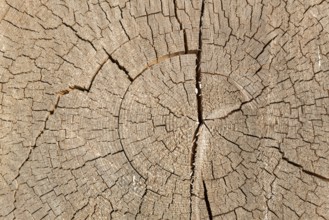Cross-section of a tree trunk with annual rings