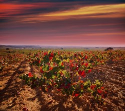 Autumn golden red vineyards sunset in Utiel Requena at Spain