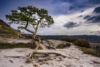Pine tree on a peak in the Elbe Sandstone Mountains 10