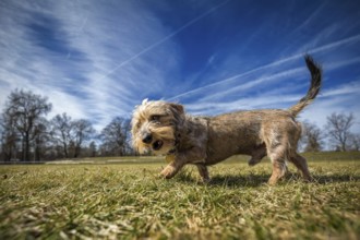 Small rough-haired dachshund runs across a meadow in bright sunshine