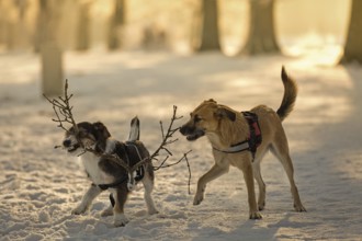 Two mixed-breed dogs play with a branch in the snow in the evening sun