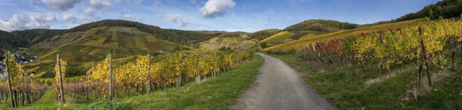Hiking on the red wine trail in the Ahr valley with sunshine in autumn