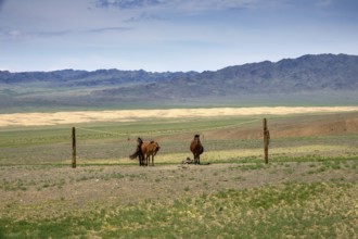 Mongolian horses tied on a rope holder in Gobi desert, Mongolia, Asia