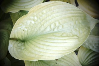 The top view and close-up of the distinctive leaf of a funkia or autumn leaf lily
