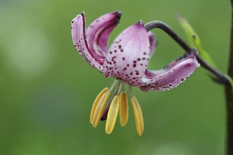 Turk's cap, Lilium martagon