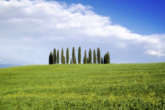 Photographic documentation of the cypresses in the province of Siena Tuscany Italy