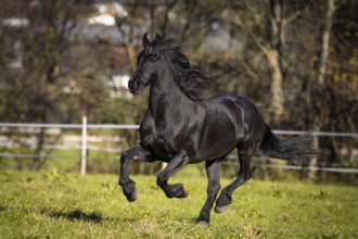 Frisian gelding in the pasture in autumn
