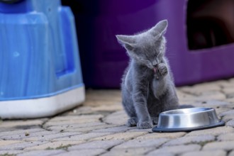 8 week old outside kittens eat their meals and clean themselves afterwards in an urban environment
