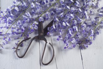 The flower wisteria presented on background in white wood