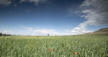 Grassland field full of red beautiful poppy anemone flowers in spring. Spring time Cyprus