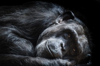 Portrait of the chimpanzee (Pan Troglodytes)