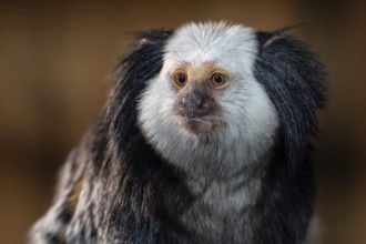 The white headed marmoset, Callithrix geoffroyi