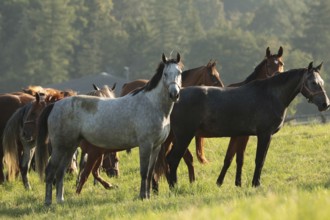 Mares in the pasture on a sunny morning
