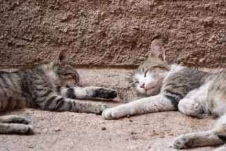 Two street cats sleeping together in the medina of Marrakech, Morocco, Africa