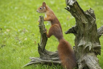 Squirrel leaning against tree root in green grass standing left looking