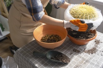Repotting overgrown home plant large spiny cactus Echinocactus Gruzoni into new bigger pot. A woman