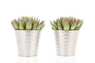 Two succulent plants in metal flower pots isolated over white background