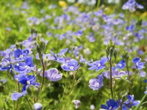 Blue flower, Germander Speedwell, Bird's-eye Speedwell, Veronica chamaedrys, on a meadow, Germany,