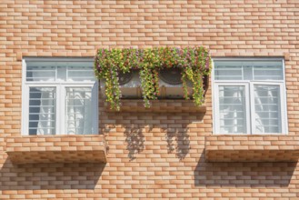 Two windows in wall - two air conditioners covered with flowers between