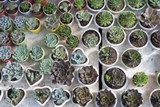 Many cacti in pots for sale, top view