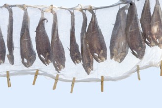 A line of fish being sun dried covered with gauze