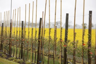 Apple plantation, Altes Land, Lower Saxony, Germany, Europe