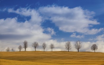Lonely trees on the hill. Autumn scenery