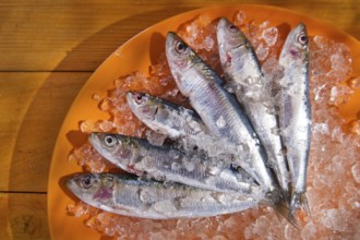 Presentation of fresh anchovies fished with ice