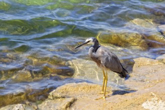 White-faced Heron with grey body, white face, black beak and yellow legs, Port Fairy, Victoria,