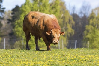 Large bull in a summer meadow