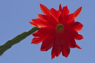 Flower of an Easter cactus, Hatiora