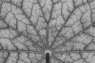 Bottom view of the leaf surface of a nasturtium in black, white
