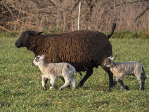 Brown sheep walks with two young lambs across a green pasture, Borken, münsterland, Germany, Europe