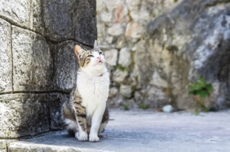 One cat on street in old Kotor city, Montenegro, Europe