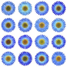 An illustration of some isolated different flowers