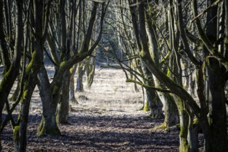 A natural burial grave site, Hofgeismar, Weser Uplands, Weserbergland, Hesse, Germany, Europe