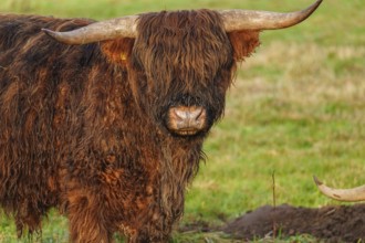 Close-up of a Highland cattle with visible horns and shaggy fur, Velen, Münsterland, North