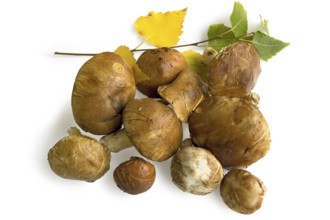 A handful of brown greasers with grass and pine needles on the hats, a sprig of birch trees with