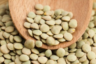 Dry Organic Green Lentils, lodz, poland
