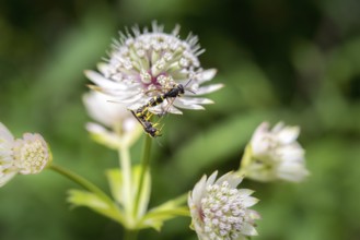 The beautiful flower great masterwort is a wild flower which is found in the country garden