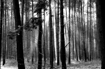 Tree rings