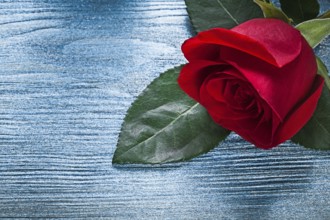 Expanded red rose on wooden board holidays concept