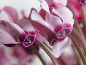 Cyclamen persicum, cultivated form, Cyclamen persicum, a cultivar of the Persian cyclamen or