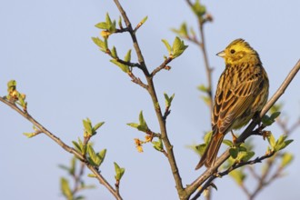 Yellowhammer (Emberiza citrinella) Bruant jaune, Escribano Cerillo, Ast, branch, Ormoz area, Ormoz,
