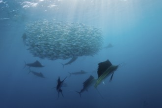 Atlantic fanfish hunting sardines, Istiophorus albicans, Isla Mujeres, Yucatan Peninsula,