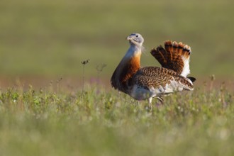 Great bustard (Otis tarda), Outarde barbue, Avutarda Común, Spain, Toledo, Hides De Calera / Great