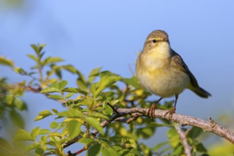 Willow Warbler, Willow Warbler, Phylloscopus trochilus, Pouillot fitis, Mosquitero Musical, Bad