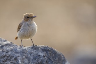 Arabian wheatear, Arabian wheatear, (Oenanthe lugentoide, Middle East, Oman, Jabal Samhan, Salalah,